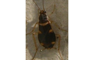 Brown Banded Roaches